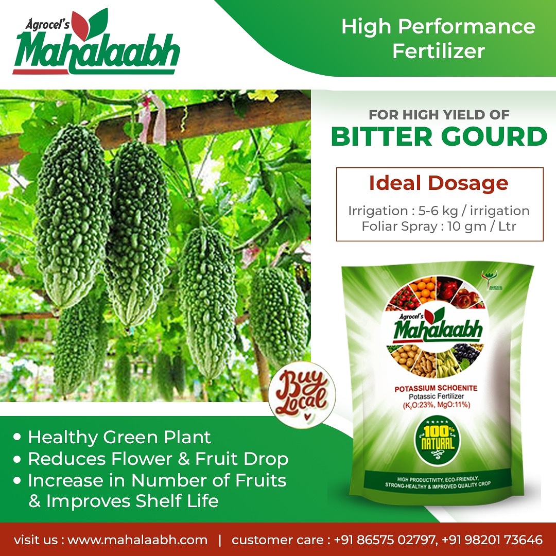 Agrocel S Mahalaabh Support The Local Businesses Who Suport The Area Where You Live Cultivate Work Produce Mahalaabh Agrocel Fertilizer Potassicfertilizer Fertigation Foliarapplication Organicfertilizer Bumpercrop