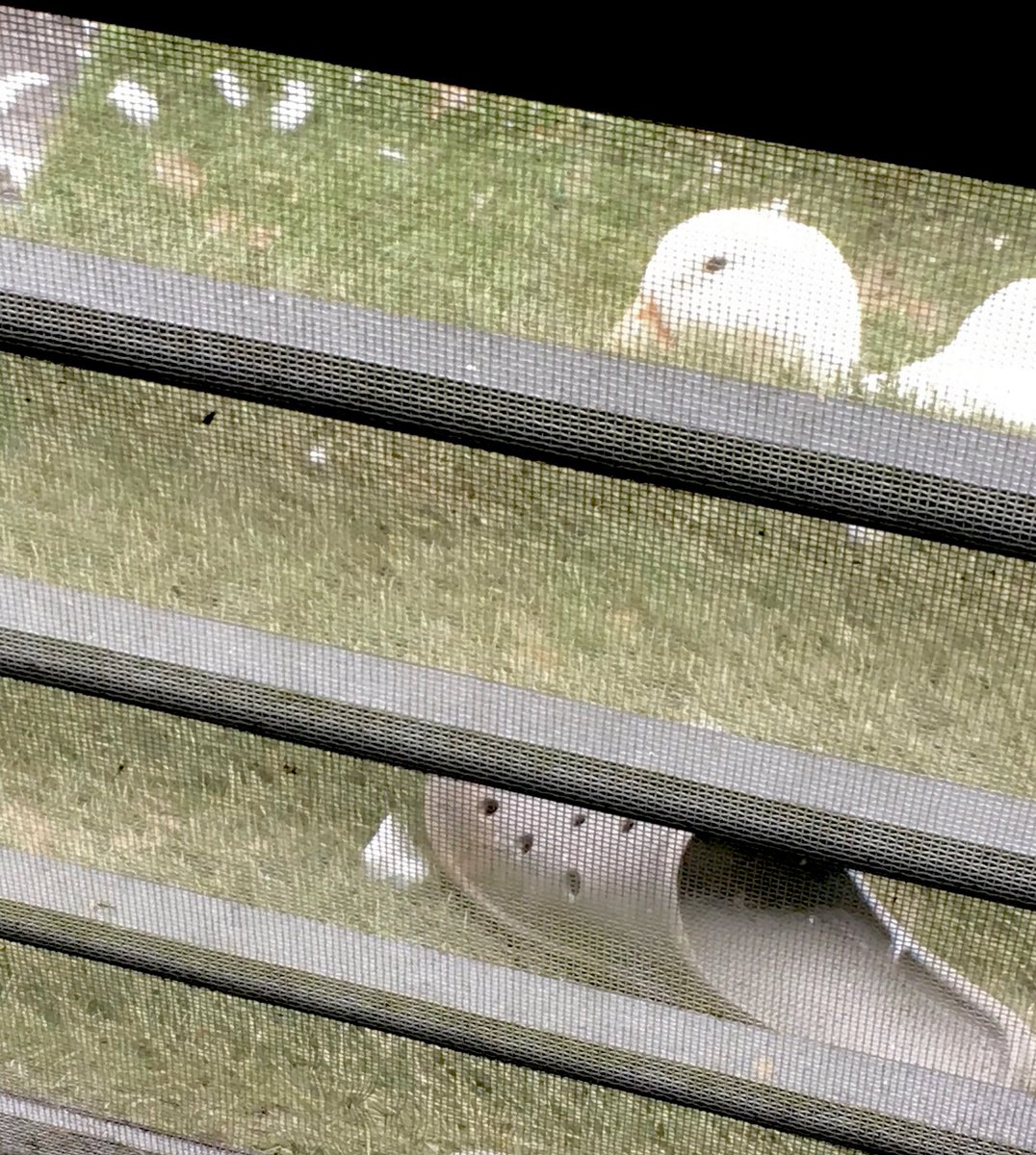 U_chan2014's tweet photo. お���寝はいつも、できるだけ飼い主に近い場所にいます🐥🏡🦆
安心するのかな？
#あひる
#アイガモ https://t.co/XLNaW3Al5Z