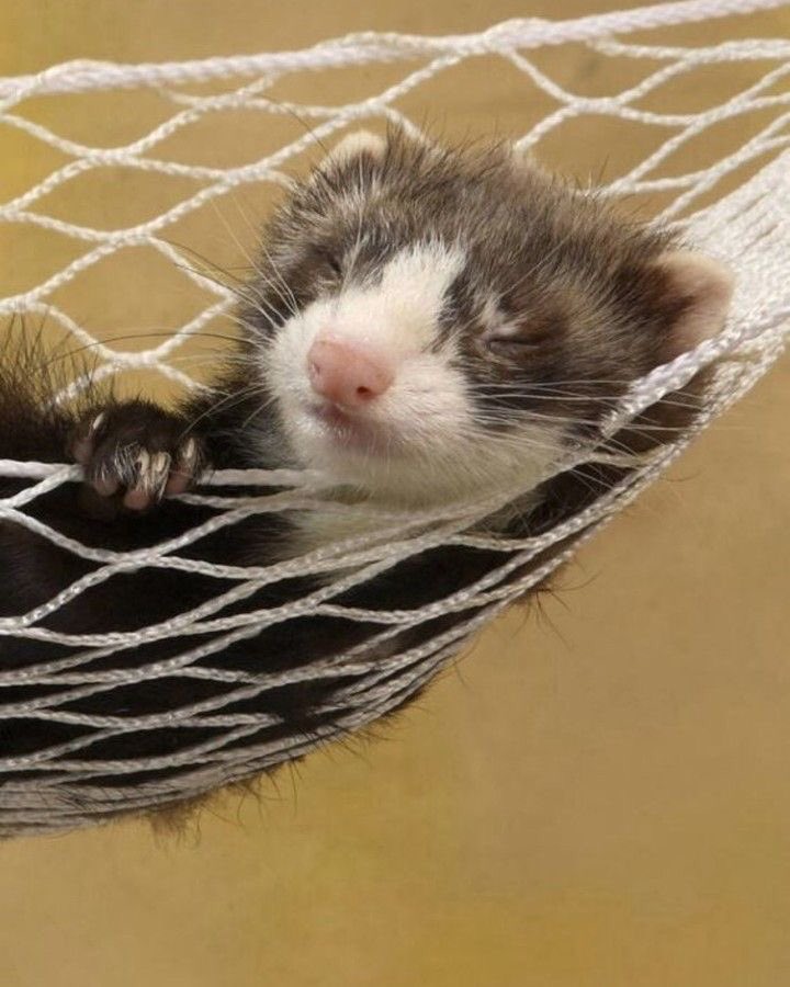 does anyone need some serotonin right now? I’ve got a bunch of animal pictures if anyone needs them. I’ll turn this into a wholesome thread