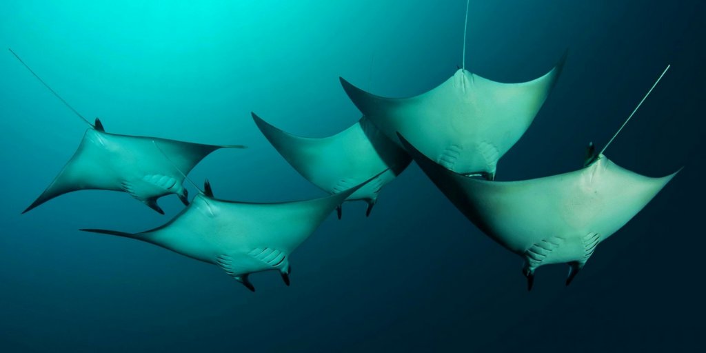 zooconomy's tweet image. Stingrays and sharks belong to the same group of cartilaginous fish. This means that instead of bones, they’re supported by skeletons of cartilage
#zooconomy #amazon #didyouknow #stingray #maldives #themaldives #maldivesislands #maldivesresorts #divingmaldives #maldives_ig #follo
