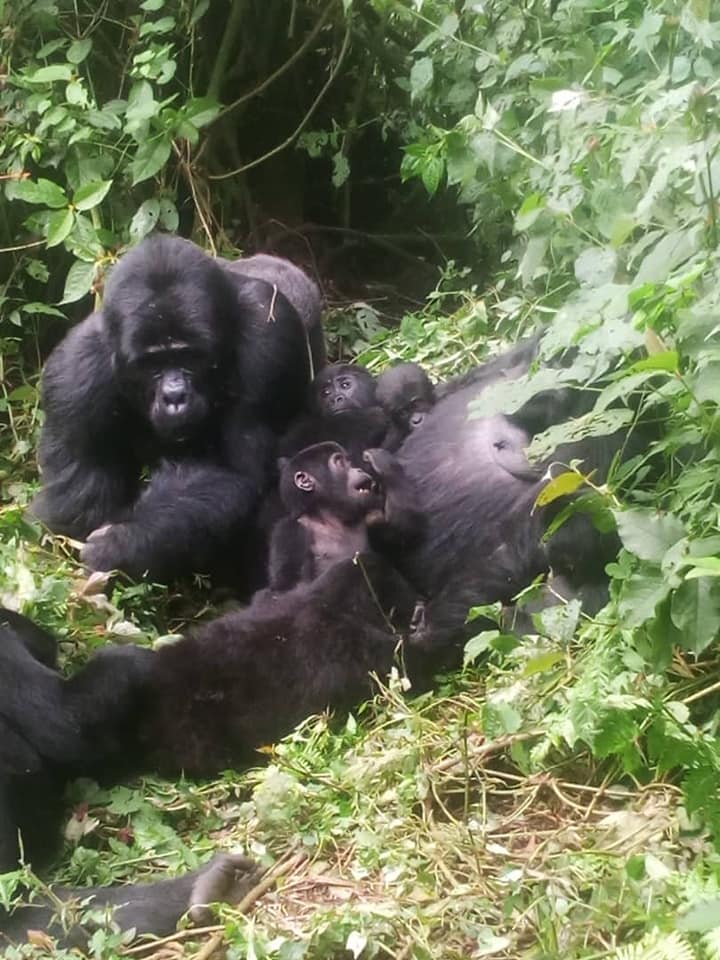 #WildlifeWednesday

We are delighted to announce a gorilla birth in #Mukiza group, Ruhija sector, Bwindi Impenetrable Forest National Park 🇺🇬. The mother, Adult Female Twijukye gave birth on 11th, October, 2020 raising the Mukiza family composition to 15 members. 

#VisitUganda