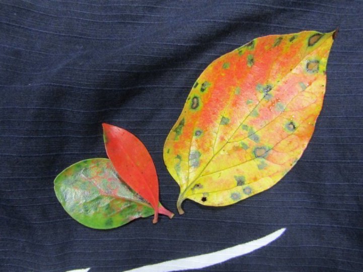TonogayatoTeien's tweet photo. It is the fallen leaves of #persimmon and #ternstroemia.
These turn into distinctive patterns and colors.
Maple autumn leaves will begin little by little from the middle of next month.
#TonogayatoGarden #JapaneseGarden #TokyoSightseeingSpots #KokubunjiStation
#殿ヶ谷戸庭園 #秋 https://t.co/9qBs3z1oO0