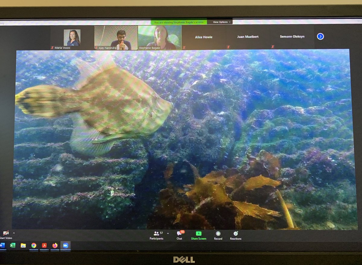 Maria Vozzo (@marialvozzo) on Twitter photo Great introductory talk by <a href="/SeaSteffers/">Steph Bagala</a> on her @MQBiology MRes project investigating how fish communities respond to <a href="/LivingSeawalls/">Living Seawalls</a> eco-engineered seawalls in Sydney Harbour <a href="/MelanieJBishop/">Melanie Bishop</a> Great introductory talk by <a href="/SeaSteffers/">Steph Bagala</a> on her @MQBiology MRes project investigating how fish communities respond to <a href="/LivingSeawalls/">Living Seawalls</a> eco-engineered seawalls in Sydney Harbour <a href="/MelanieJBishop/">Melanie Bishop</a>