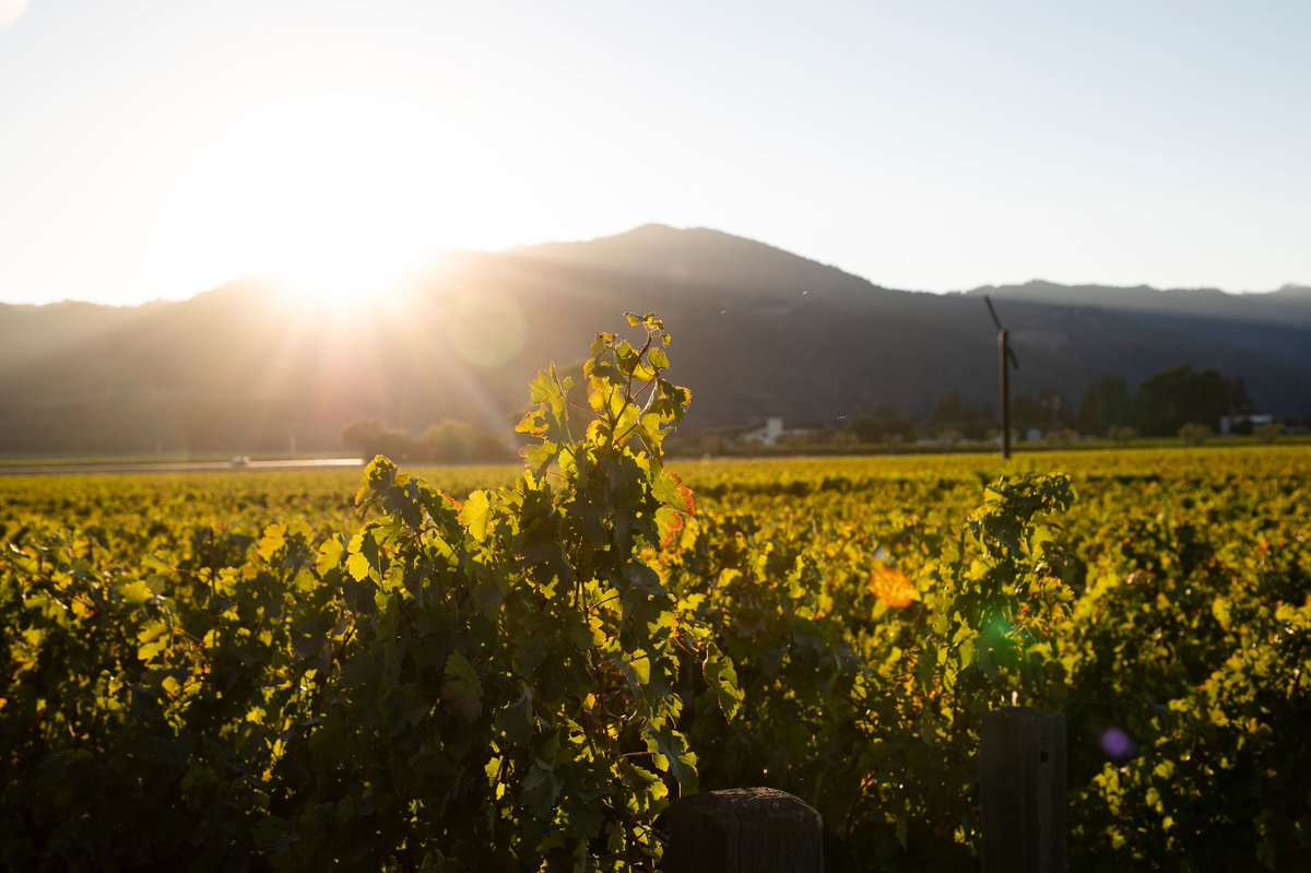 Golden hour. 

#opusone #timeandplace #goldenhour #sunset #nature #vineyards #beauty #oakville #napavalley #grapes #wine #winemaking #opusonemoments