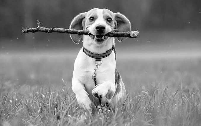 La lealtad es el camino más corto 
entre dos corazones.

José Ortega y Gasset