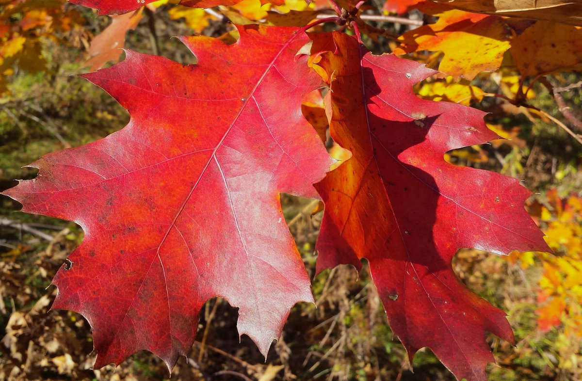 herbalist's tweet photo. Plant of the day: red oak (Quercus rubra). Very common further south, up here these trees form islands among the maples. In Fall, they're usually a more rusty bronze but sometimes truly red. Big, classic acorns that are the definition of astringent. Stops bleeding, tans hides https://t.co/cFicNZevYH