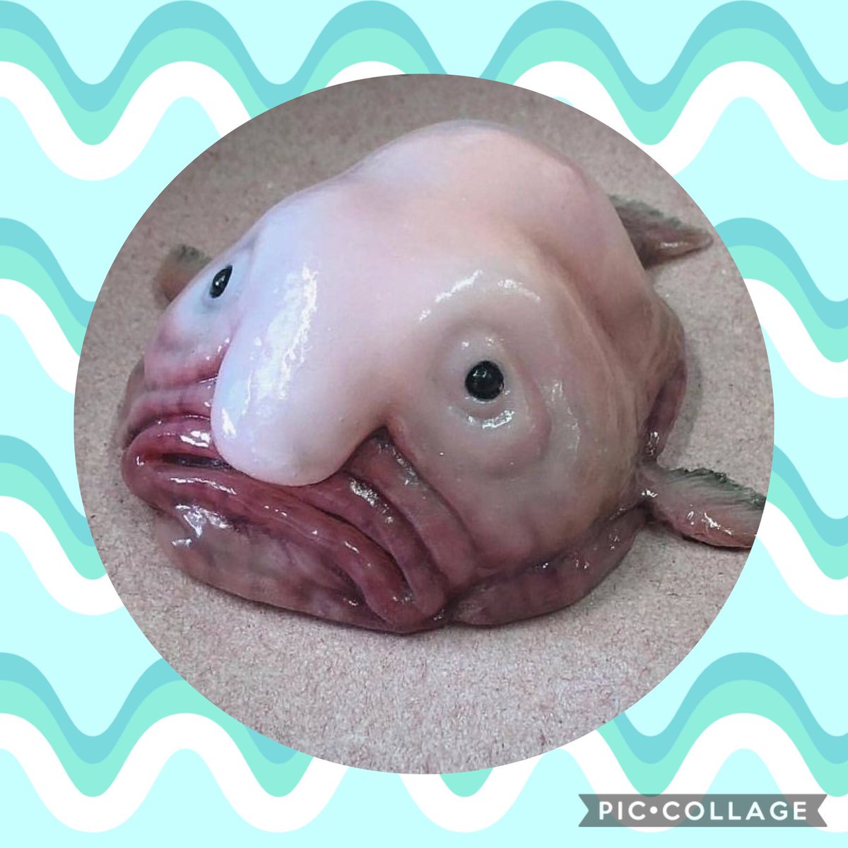 Nao V Tvittere ブロブフィッシュは別名 ニュウドウカジカ とも呼ばれる深海魚で 世界で最も醜い生き物コンテスト で堂々の1位に輝いたそうです なんか とぅるっとしてかわいいな