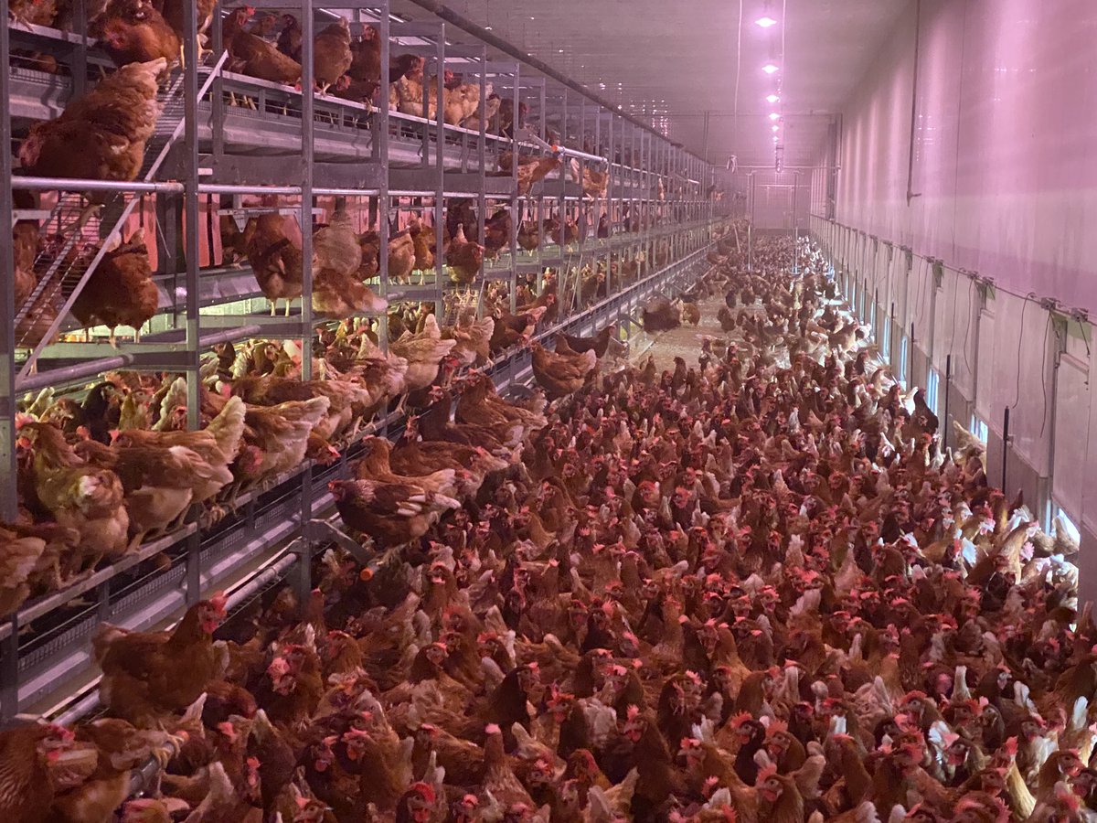 Calvin Ginter tweet media