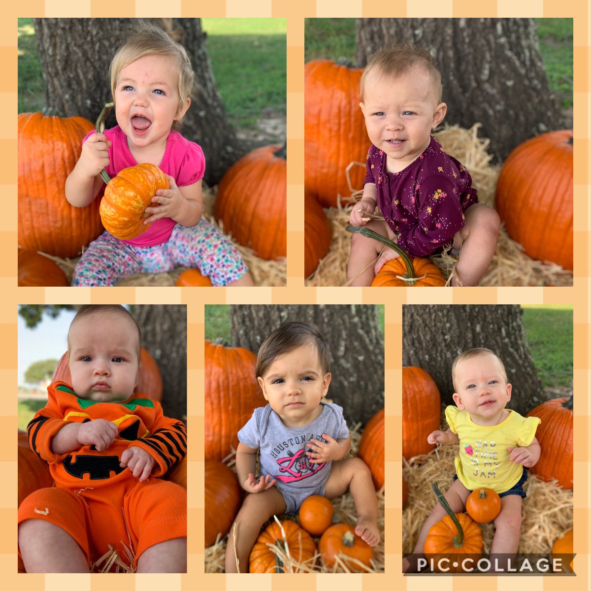 Telge_ELC's tweet photo. Our littlest learners had so much fun in our #pumpkinpatch today! #cutestpumpkininthepatch #pumpkinweek @Telge_ELC @CFISDELCS https://t.co/mPZUGcLBT9