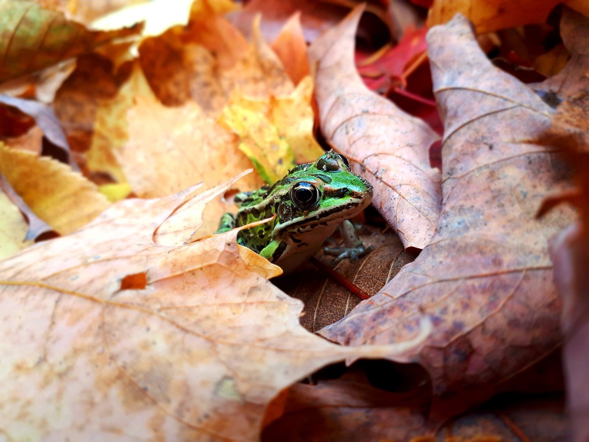 Aodhán Corrigan 🇨🇦 tweet media
