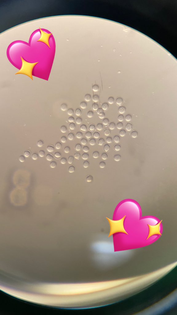 It’s national fertility week! My research focuses on the contribution of autophagy to poor egg quality; a hallmark of female fertility decline with age. Here’s a little pic of me and the eggs I’m working on today 🥚💖#fertilityweek2020 #femalefertility #fertilityresearch