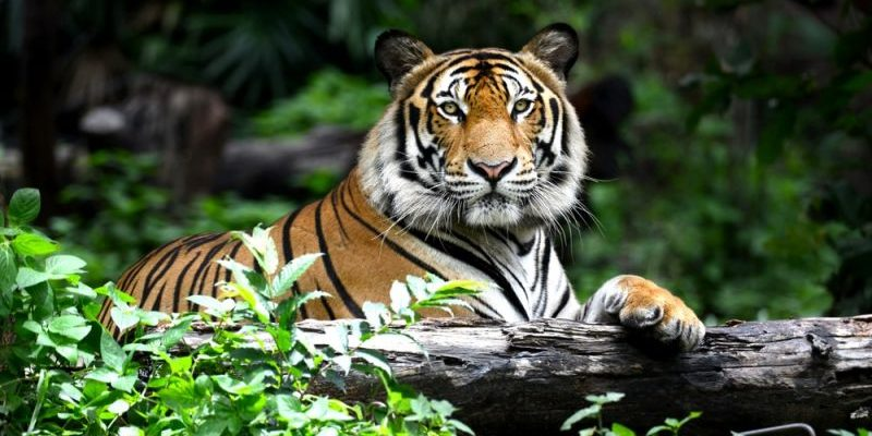 mariacastro2403's tweet photo. @jnsaenz06 @OdaEstilito @Pako507 @RoxanaRita @moises_delgado @CJLS21 @tmiranda2178 @katiuskmartinez Día 6/7 #RetoMix Me encanta el tigre, felino más grande del mundo y sus curiosidades, como el hecho de que el diseño de sus rayas es único en cada ejemplar. Me parece un animal majestuoso, que lamentablemente está en peligro de extinción.🐅 https://t.co/xBj1pX2ZkQ