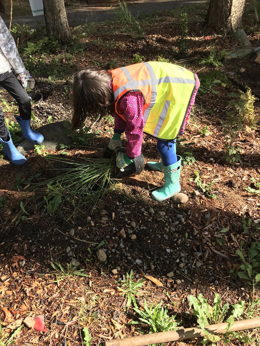 RCMacDonaldSD43's tweet photo. Project Salamander 2.0 continues. Q: How many small native plants, shrubs &amp; trees dies it take to replace 51 mature cedar and for trees?? A: one per student! @sd43bc @TreeCanada @telus https://t.co/EkgY6eEzF2