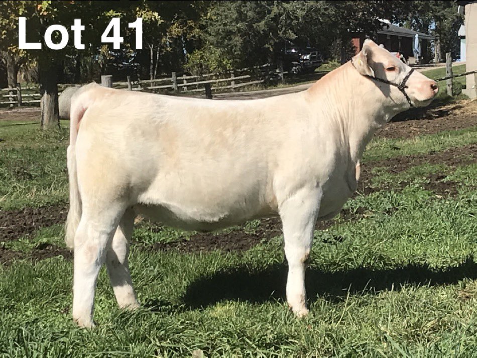Billie-Jo Saunders (@billiesaunders) on Twitter photo Updated pictures of #saunderscharolais heifer calves, Uppin the Ante sale this Friday night issuu.com/pdrneepawa/doc… <a href="/db4saunders/">Darrell Saunders</a> <a href="/brents17/">brent saunders</a> <a href="/OnCharolais/">Ontario Charolais</a> <a href="/canCharolais/">Canadian Charolais</a> Updated pictures of #saunderscharolais heifer calves, Uppin the Ante sale this Friday night issuu.com/pdrneepawa/doc… <a href="/db4saunders/">Darrell Saunders</a> <a href="/brents17/">brent saunders</a> <a href="/OnCharolais/">Ontario Charolais</a> <a href="/canCharolais/">Canadian Charolais</a>