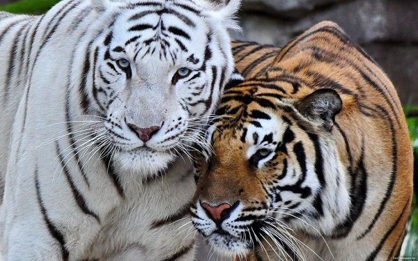 mariacastro2403's tweet photo. @jnsaenz06 @OdaEstilito @Pako507 @RoxanaRita @moises_delgado @CJLS21 @tmiranda2178 @katiuskmartinez Día 6/7 #RetoMix Me encanta el tigre, felino más grande del mundo y sus curiosidades, como el hecho de que el diseño de sus rayas es único en cada ejemplar. Me parece un animal majestuoso, que lamentablemente está en peligro de extinción.🐅 https://t.co/xBj1pX2ZkQ