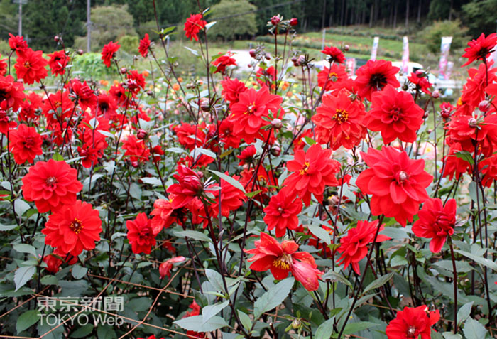 東京新聞 2 写真部 埼玉県小鹿野町の 両神山麓花の郷ダリア園 でダリアが見頃を迎えています 350種 約5000株のダリアが植えられています 午前9時 午後4時半 整備協力金として400円が必要です 東京新聞 2 写真部 埼玉県小鹿野町の 両神山麓花の郷ダリア園 でダリアが見頃を迎えています 350種 約5000株のダリアが植えられています 午前9時 午後4時半 整備協力金として400円が必要です
