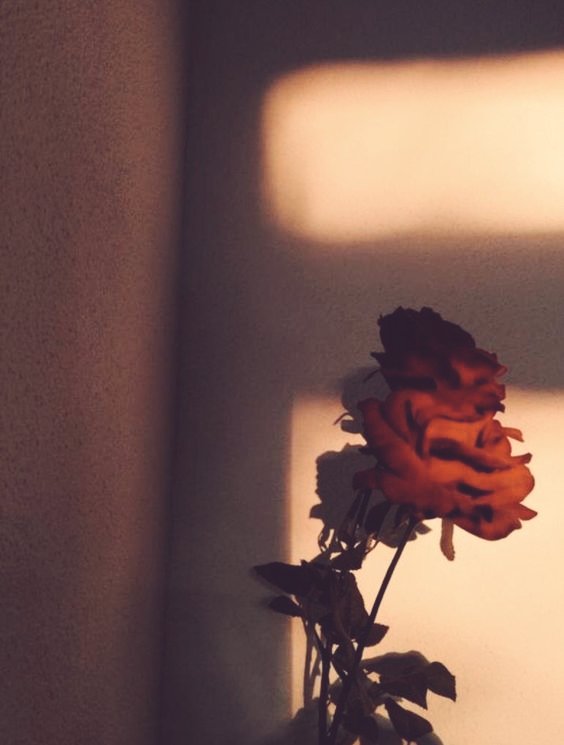 taemusicfly's tweet photo. "A rosa que você 
Não regou 
Floresceu e se espalhou
Pelo mundo 
Percebendo que a água 
Que tu molhavas
Já não lhe era
Mais necessária
Pois a rosa
Se prendendo a ti
Prendeu-se do mundo
E dos rios que encontraria" ╬⊰⊹ฺ https://t.co/qmZSyZwdFa
