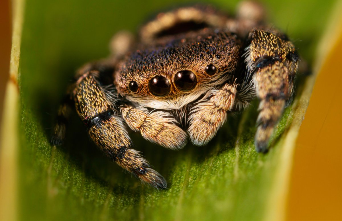 teddy bear spider