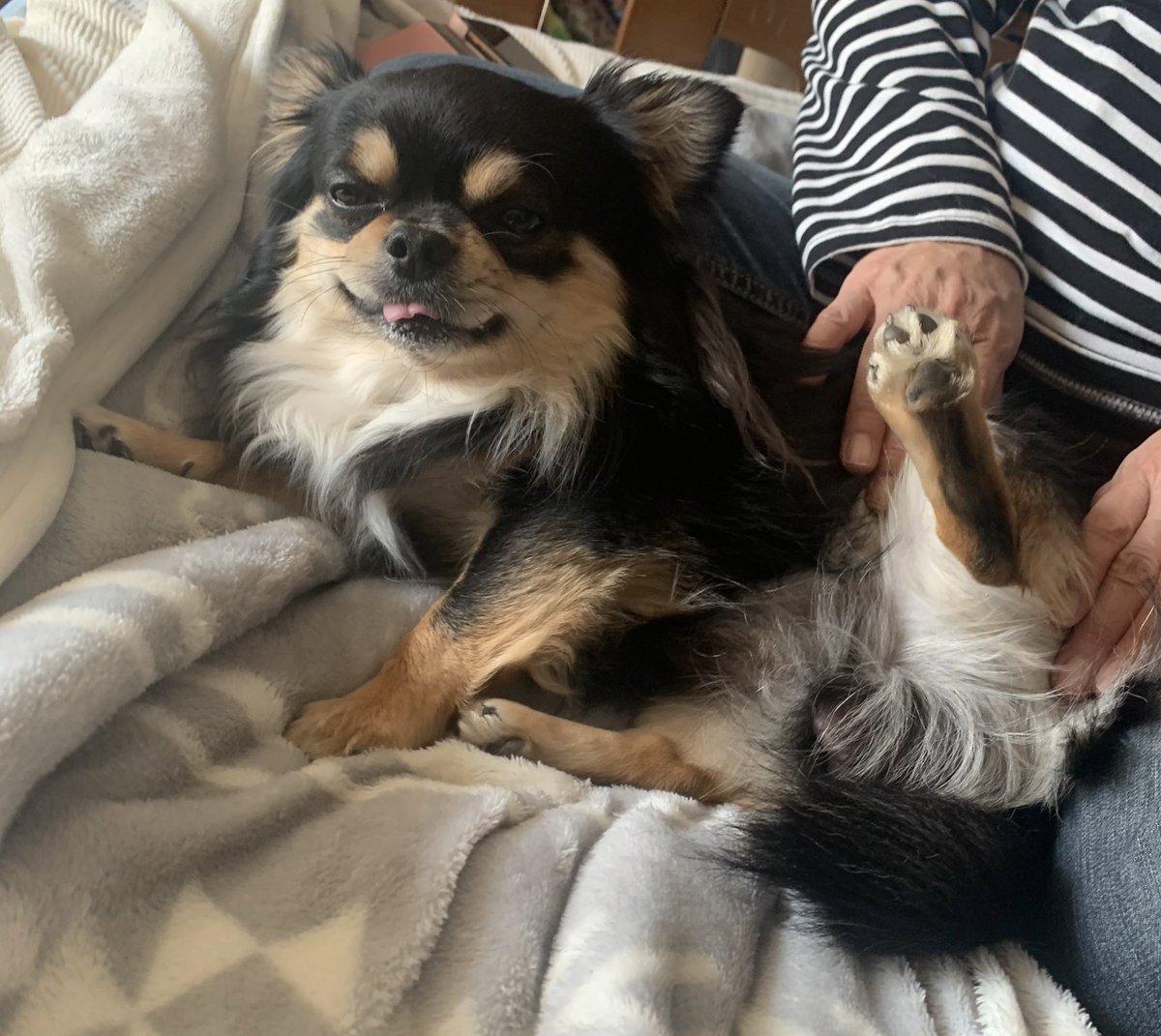 #アニコムモデルになりたいワン