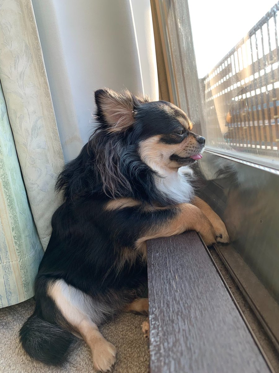 #アニコムモデルになりたいワン