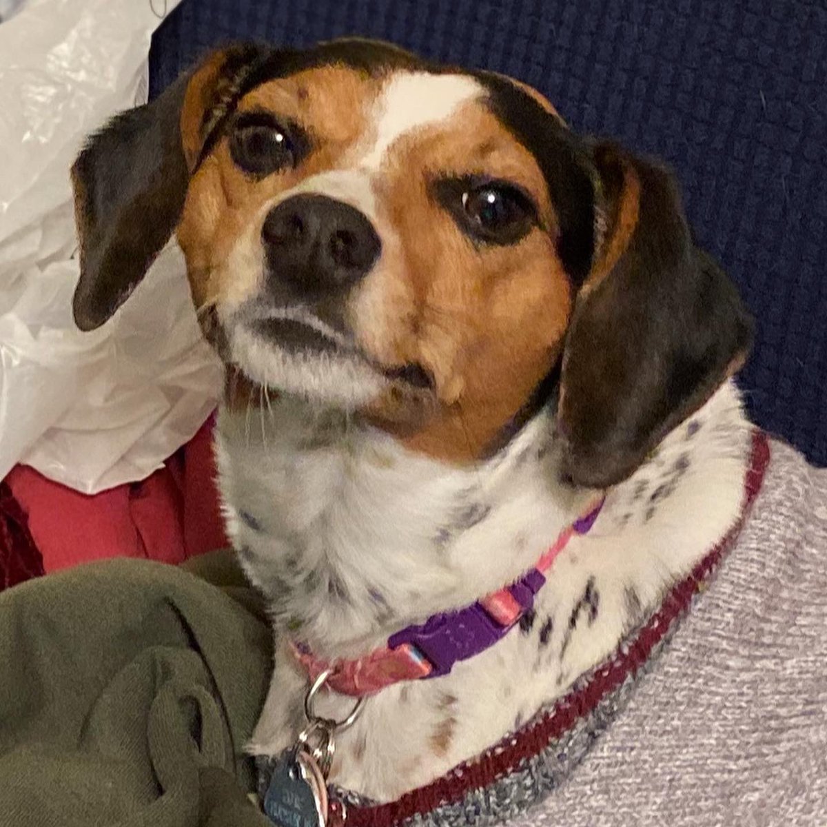 heyy_its_shan's tweet photo. It’s penny’s #gotchaday today! 🌠This is my favorite picture of her because it gets funnier as you zoom in.
Keep being weird, pen pen! 👏🏻
•
•
•
#adoptdontshop #rescuedismyfavoritebreed #dog #chihuahua #chihuahuamix #minpin #minpinmix https://t.co/p3yD1AN8h4
