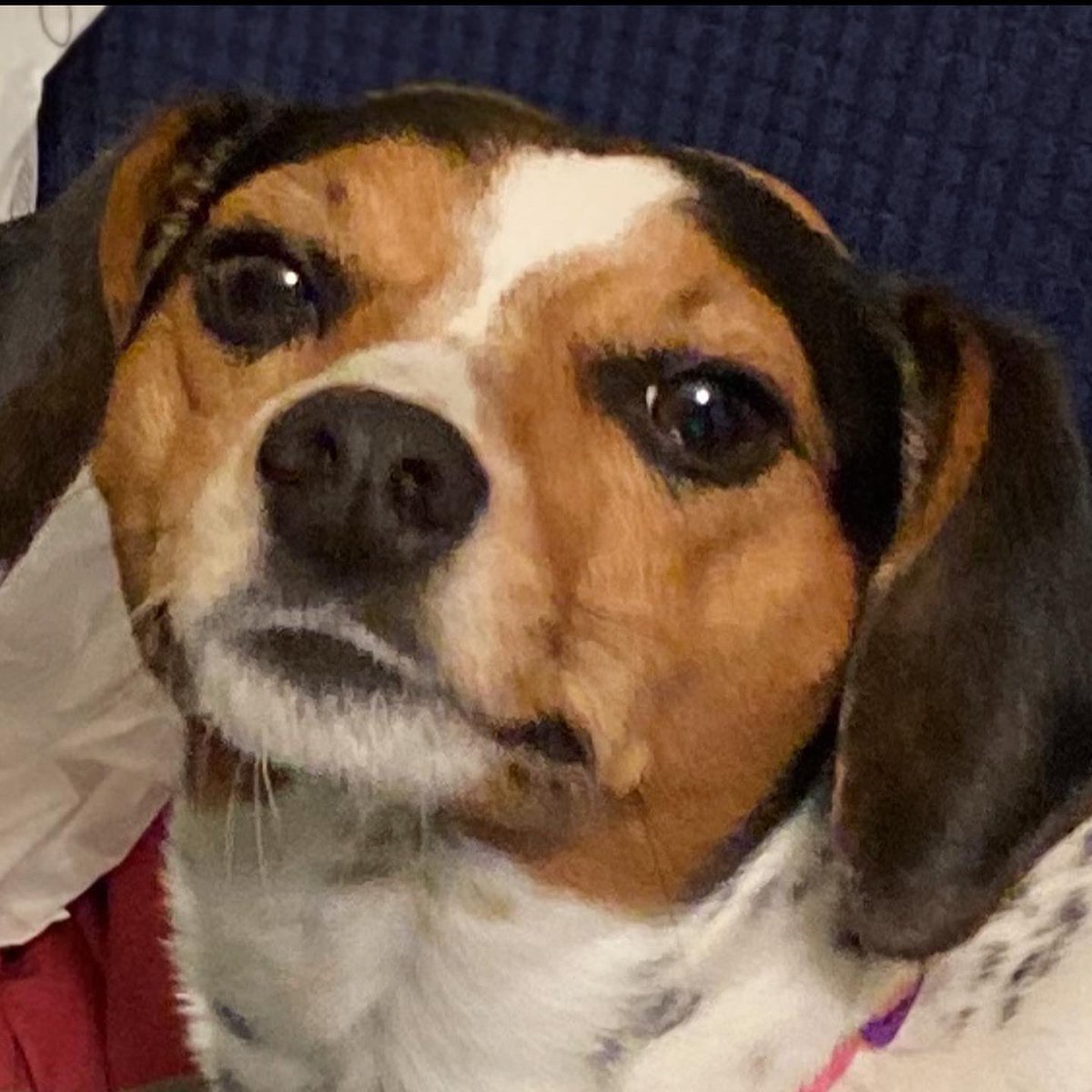 heyy_its_shan's tweet photo. It’s penny’s #gotchaday today! 🌠This is my favorite picture of her because it gets funnier as you zoom in.
Keep being weird, pen pen! 👏🏻
•
•
•
#adoptdontshop #rescuedismyfavoritebreed #dog #chihuahua #chihuahuamix #minpin #minpinmix https://t.co/p3yD1AN8h4