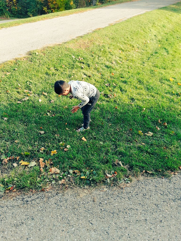 JKCanada2021's tweet image. Looking for the perfect leaf #peelregion #autumn #sciencehomework #AssyrianBoy