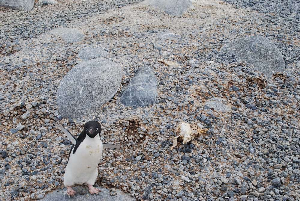 Photos reveal  #penguin mummies discovered at an abandoned nesting site in  #Antarctica that are at least 800 years old https://www.businessinsider.in/science/news/photos-reveal-penguin-mummies-discovered-at-an-abandoned-nesting-site-in-antarctica-that-are-at-least-800-years-old/articleshow/78650917.cms