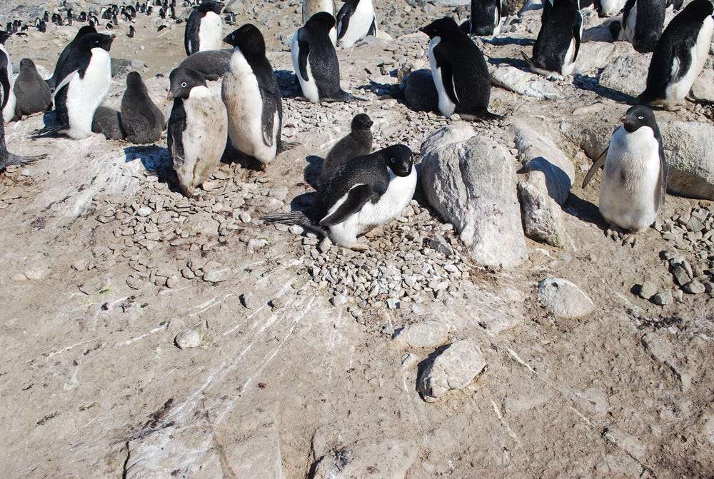 A penguin graveyardMost of the bones and carcasses Emslie's team found belonged to penguin chicks.