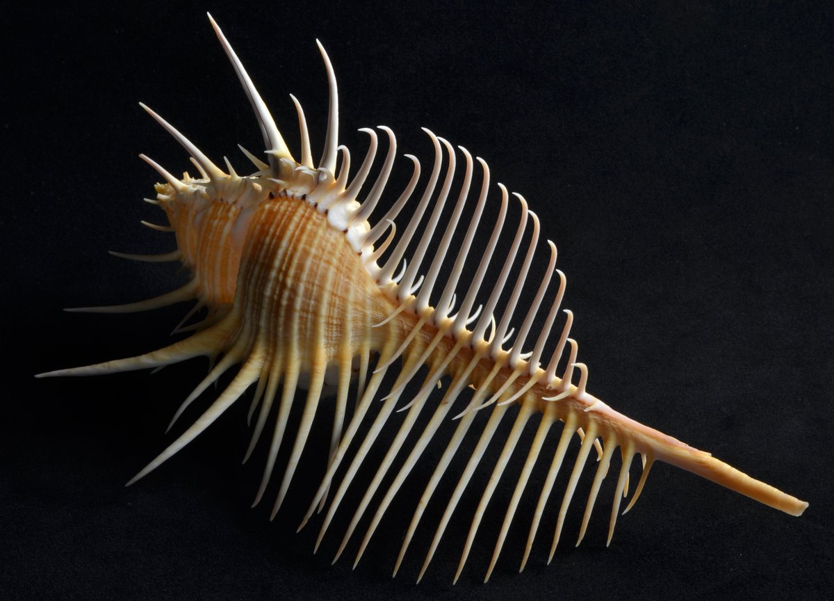 ホネガイ 一般に知られた貝で載せるまでもないが、殻長18㎝以上の