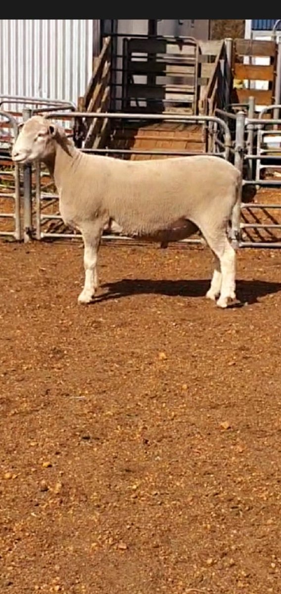 TimShep05's tweet image. Leween Poll Dorset ram sales 15/10