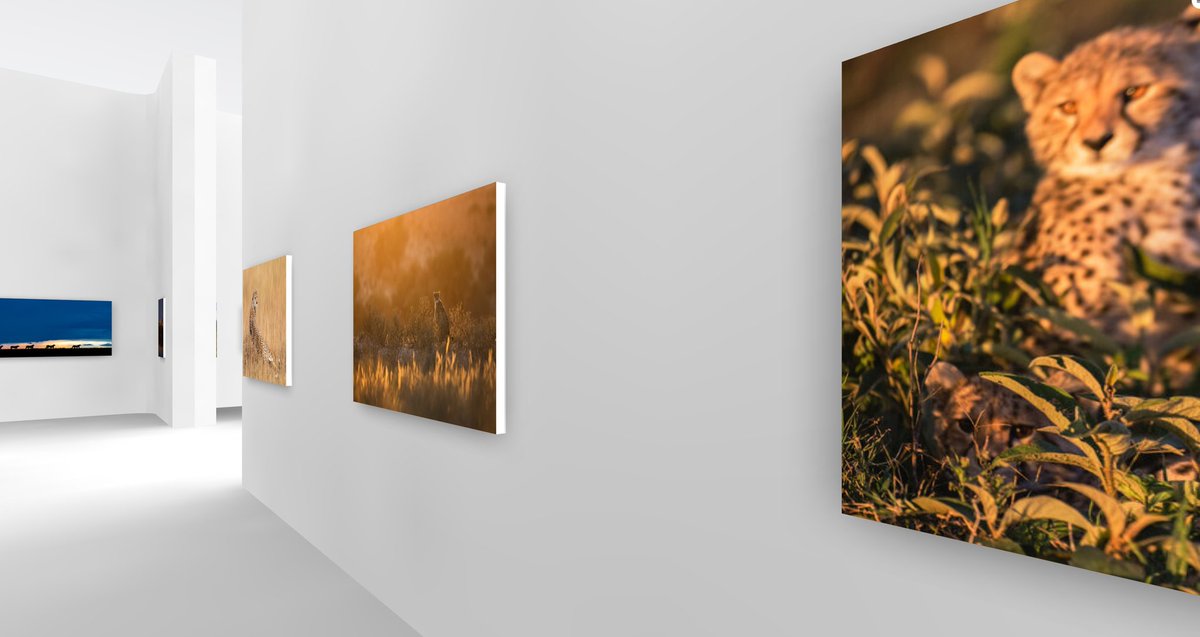 ingwe911's tweet photo. With only 7100 cheetahs left, proud to reveal my image in the #RememberingCheetahs exhibition which goes live today https://t.co/PffIxPBqDr. For 12 days, all images are for sale or auction to raise funds for cheetah conservation. Buy a print or book &amp; help us to help them! https://t.co/slm871K9Sh