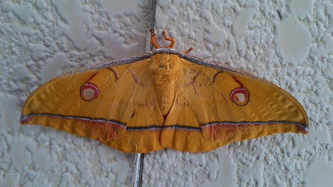 やままゆが
が
いたぞ 