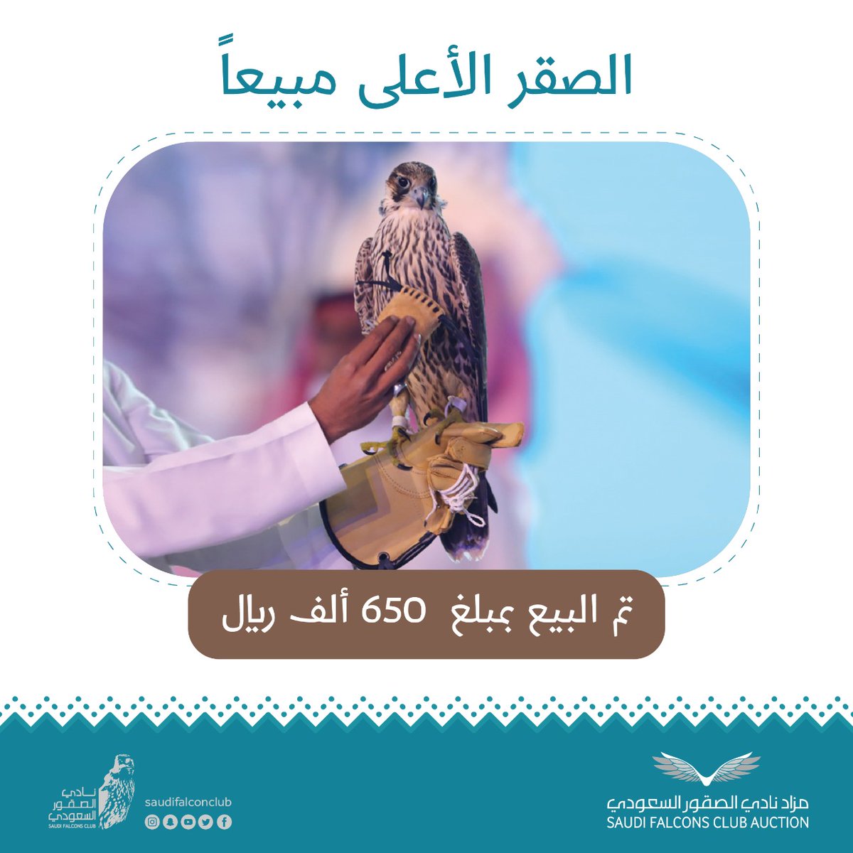 نادي الصقور السعودي saudi falcons club on twitter شاهين فرخ طرح ظهرة حفر الباطن بمبلغ 650 ألف ريال الصقر الأعلى مبيعا في مزاد نادي الصقور السعودي