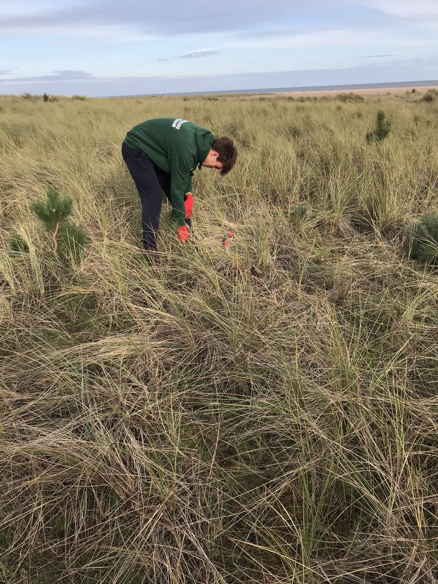 mariamitch's tweet photo. Can it get any better than this ! Pine pulling at Holkham Beach  @AldermanHigh @HolkhamEstate great work YR 11’s ... YR 10’s this afternoon https://t.co/5vgIy5Ijx9