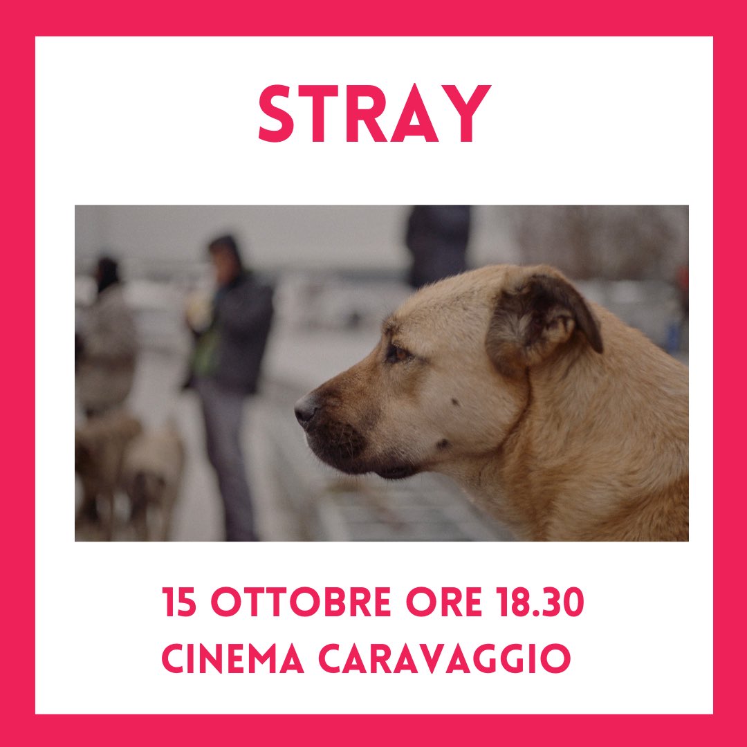 Inizia domani il concorso di Alice nella città con STRAY alle 18.30 al Cinema Caravaggio. #alicenellacitta #filmfestival #roma #cinema #alicenellacitta2020