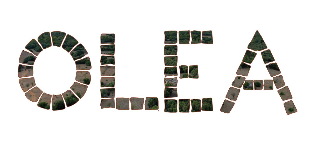 OleaProject's tweet image. Mosaics are patterns formed by the arrangement of small pieces of different colored materials. Over millennia, human activities such as pastoralism, agriculture and wood management have generated a mosaic like landscape. @OleaProject  tries to understand such processes