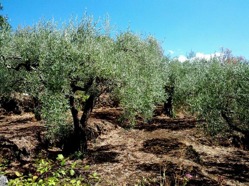 SardegnaG's tweet photo. Torna il 25 ottobre la camminata tra gli #ulivi anche in #Sardegna  - percorsi legati alla produzione e degustazione dell’olio d’oliva #extravergine

https://t.co/4IljgtL1ED https://t.co/o4N51f26Bz