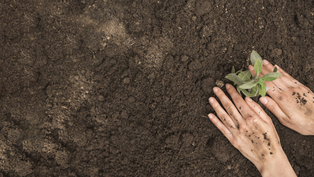 EuroseedsEU's tweet photo. 2020 is the International Year of #PlanthHealth 🌱🌱: everyone has a role to play. Governments should increase their support to national and regional plant protection organisations and systems that are in the first line of defence.
https://t.co/kRkhqLp1kv
#IYPH2020 @ippcnews https://t.co/750O7zZFY4