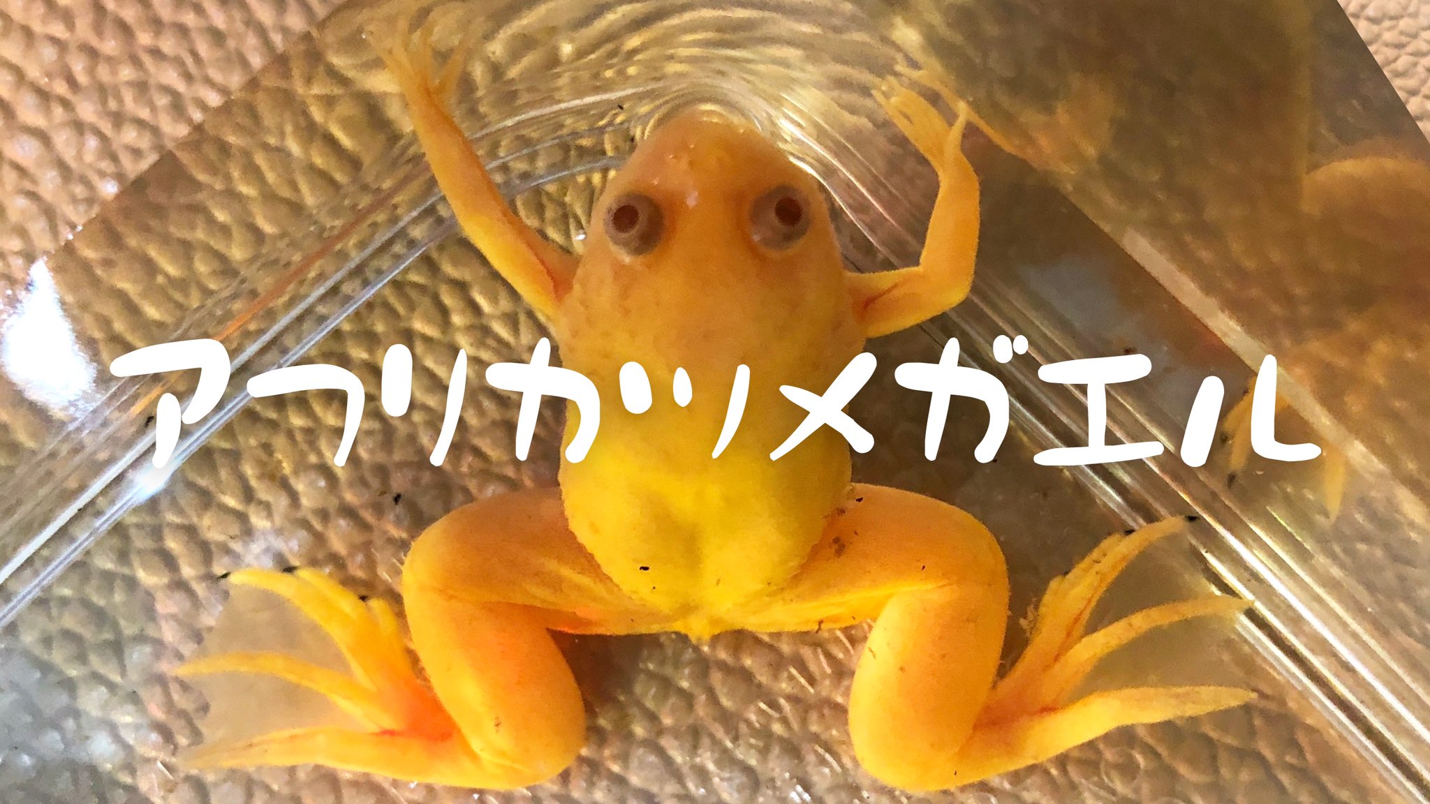 Godcomplex 生餌のアフリカツメガエルを飼う Youtubeはこちら T Co Grdnjw8pr9 アフリカツメガエル アルビノアフリカツメガエル 両生類 レプタイル カエル T Co gcfb6rrr Twitter
