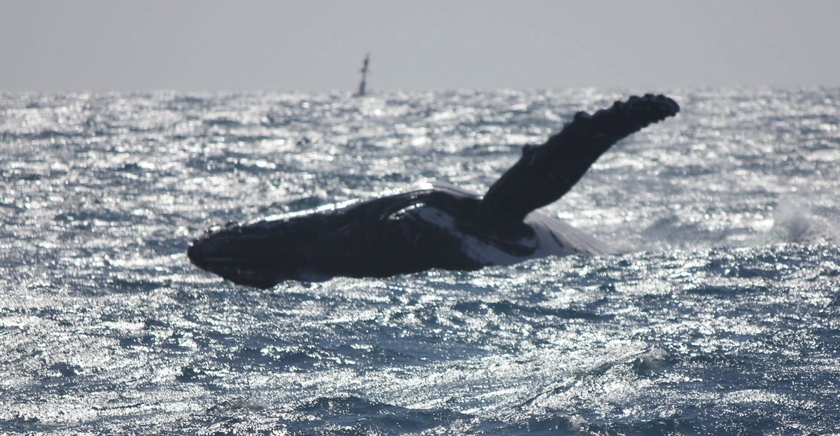 MillsCharters's tweet image. Within these two pictures you can really see the throat pleats on the underside of this Humpback. These pleats are what expand during feeding and allow the whale to take in 19000L of water, then filter out the rest of the food through their baleen and swallow the remaining food