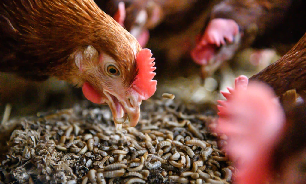 Proud to be featured in a <a href="/guardian/">The Guardian</a> article by <a href="/tom_levitt/">Tom Levitt</a>, explaining the benefits of feeding insects to chickens! 🐓🌱 Read it here: rb.gy/ibi6ae