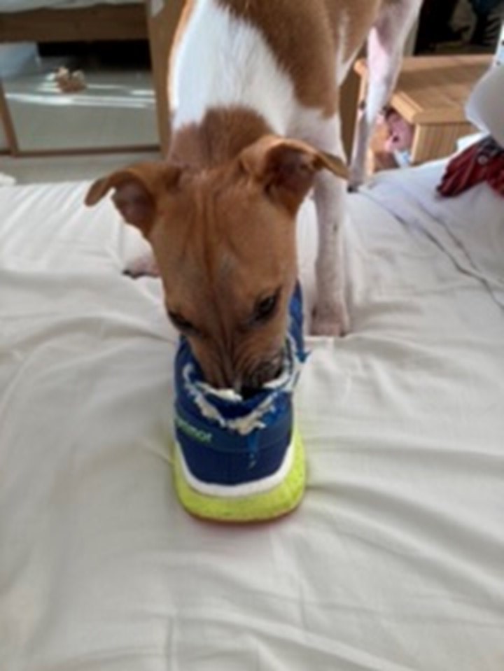 4Lilyfoundation's tweet photo. A big #LilyFoundation shout out to Mike who is running 150km for us in October. We are so grateful for his support and look forward to hearing more updates as the month progresses - hopefully no more trainer destruction from Dilys!  #mitoaware #moveitformito https://t.co/KYrpyg2vwA