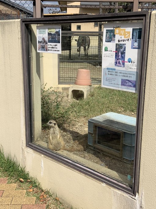 レッサーパンダのtwitterイラスト検索結果 古い順