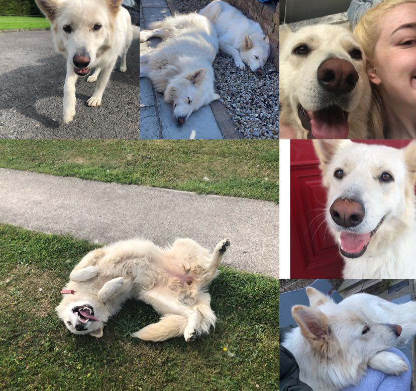 €1,000 REWARD. KILDARE AND IRELAND. 
****PLEASE SHARE****

Dora is 3 years old and missing since 3rd August from Broadford, #Kildare. Every day Dora's owner thinks about where Dora is and who she is with 😟

#BringDoraHome #Kildare #LostDog