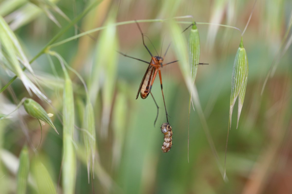 Found in an oat trial at Northam; a Western Scorpion fly using an unlucky budworm to attract a female. While the female is feeding, the male will attempt to mate with her. Thanks to the team at MyPestGuide reporter for helping me identify this one. agric.wa.gov.au/apps/mypestgui…