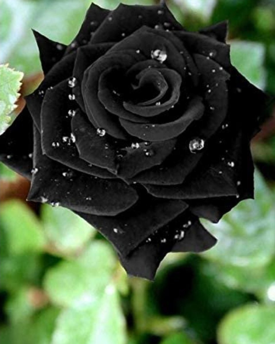 Shaheer Sheikh X Rose ...••A Thread~••Black~••The black rose is a mysterious bloom that can convey many meanings.They can stand for the beginning of new things and major change. ••  @Shaheer_S #ShaheerSheikh