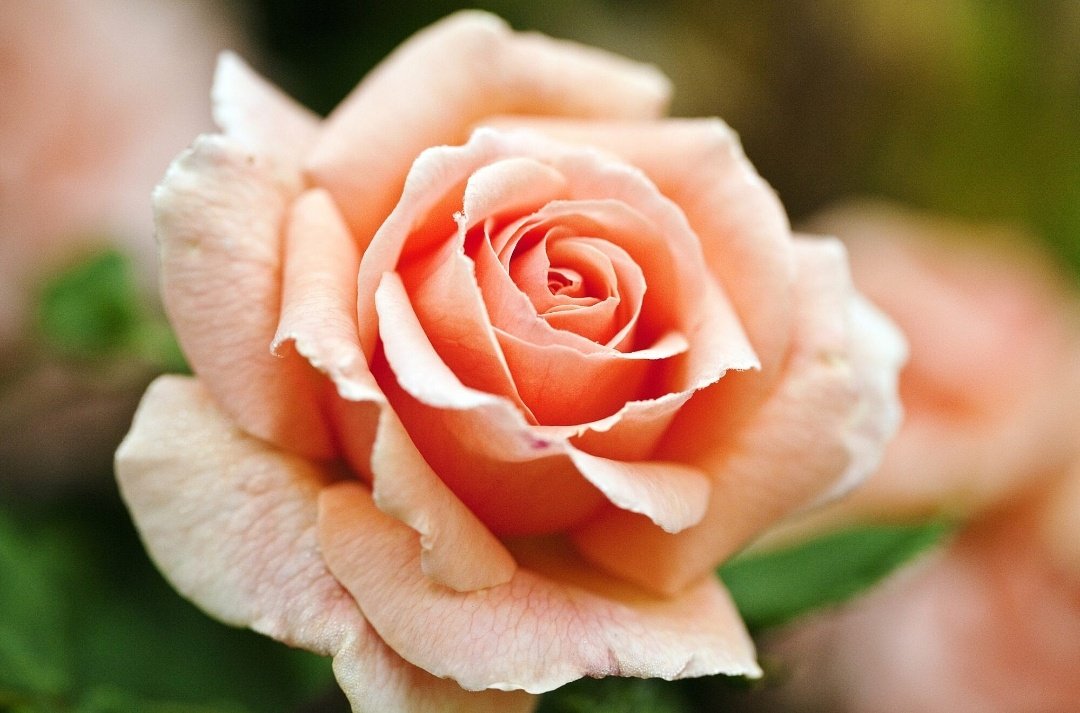 Peach~••The sweet peach rose conveys a meaning of modesty, genuineness, sincerity and gratitude.The peach rose can also be a great way to show sympathy to a loved one or a close friend.•• @Shaheer_S  #ShaheerSheikh