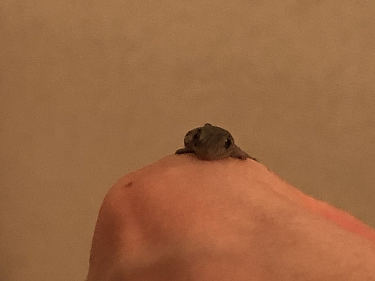 うたう月 一昨夜のお客様 流しでなにか動いた と思ったらヤモリくん 逃がそうと手にのせたら 呼吸 でかすかに動くお腹が くすぐったい 可愛いお客様 家の中より外の方がいいよ またいつでもどうぞ でもルナちゃんには見つかっちゃ