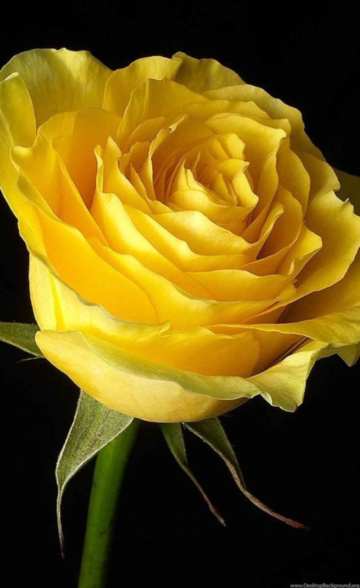 Yellow ~••the symbol of a yellow rose represents friendship, joy and caring. These beautiful sun-colored roses can also convey warmth, delight, gladness and affection, as well as say good luck, welcome back, and remember me.•• @Shaheer_S  #ShaheerSheikh